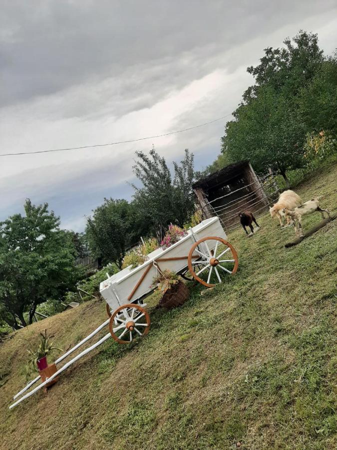 Pensiunea Turistica "Casa Rustica" Villa Chiscareni Dış mekan fotoğraf